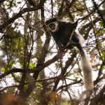 Arusha National park