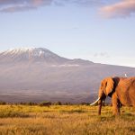 Kilimanjaro National park