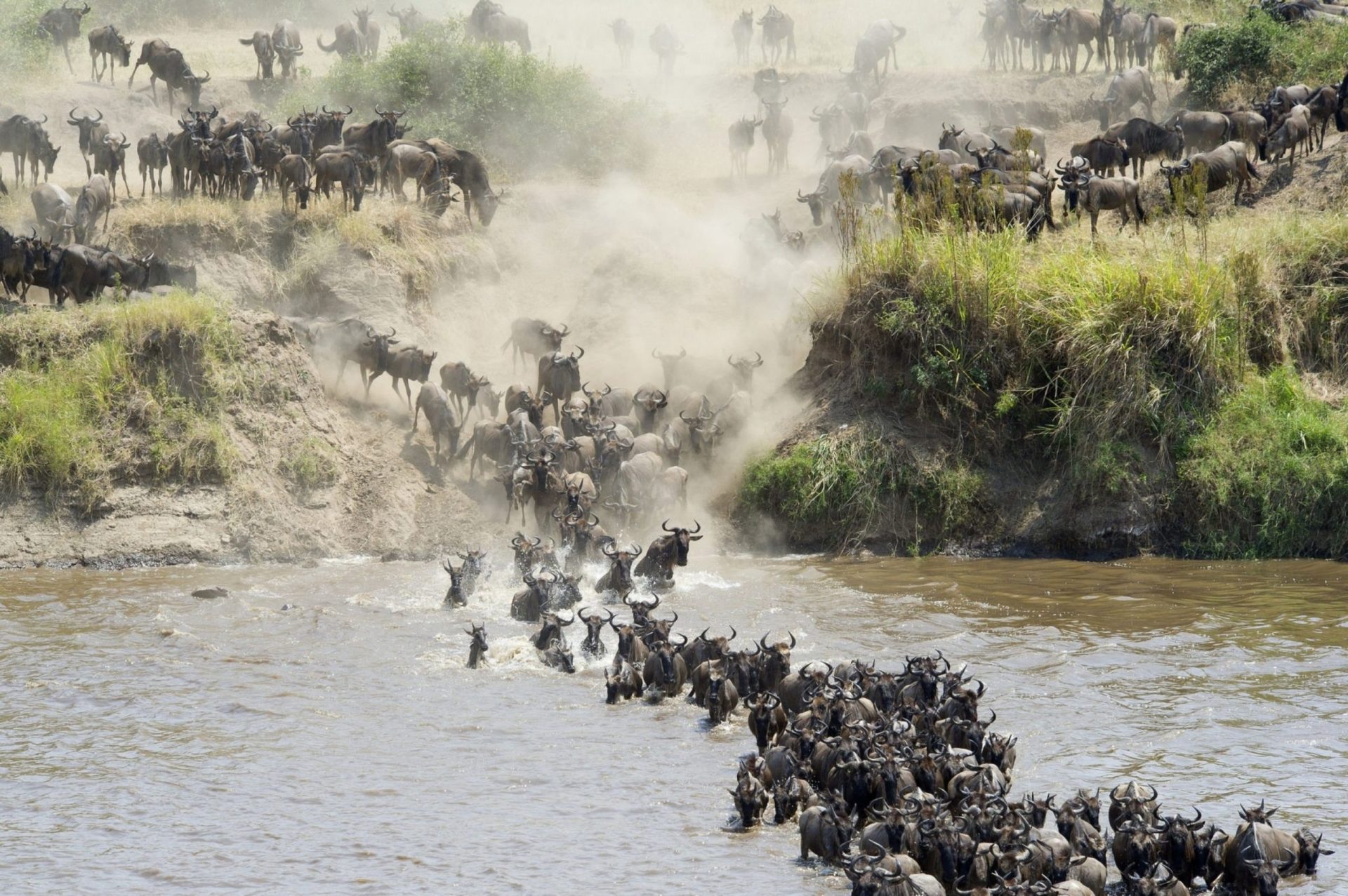 serengeti migration