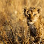 Wildlife Safaris